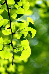 Close-up of fresh green leaves on branch