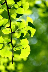 Close-up of fresh green leaves on branch