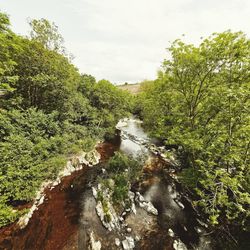 Scenic view of river amidst trees in forest against sky