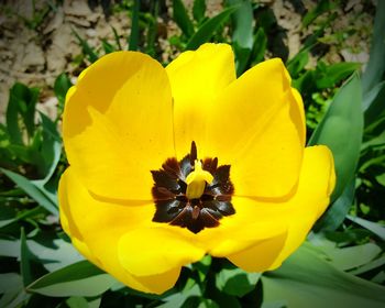 Close-up of insect on yellow flower
