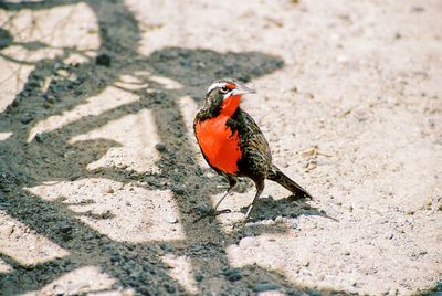 High angle view of bird perching on concrete
