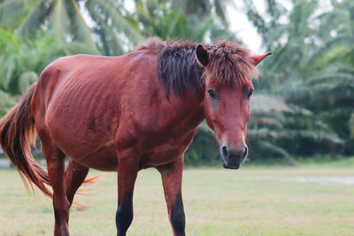 Horses in a field