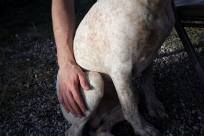 Cropped image of hand touching dog