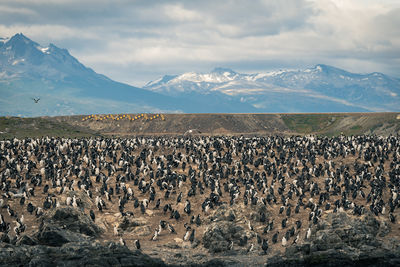 View of sheep on landscape against mountains