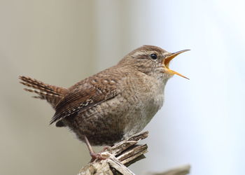 Close-up of bird perching