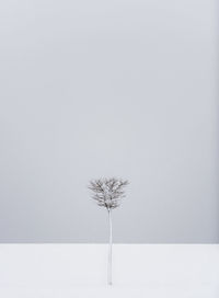 A single tree standing in the snow