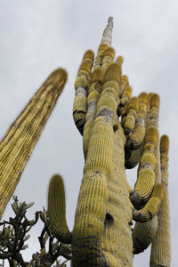 Group of exceptionally high old giant cactus