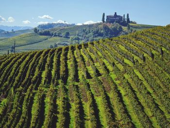 Panoramic view of grapevine in la morra