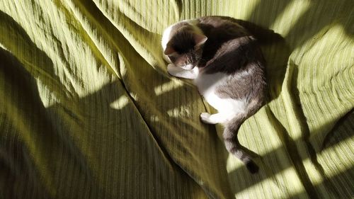 High angle view of cat relaxing on floor