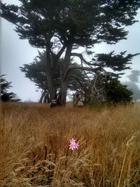 Trees growing on field