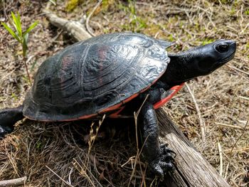 High angle view of tortoise on grass