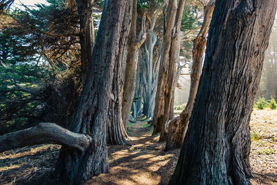 Trees growing in forest