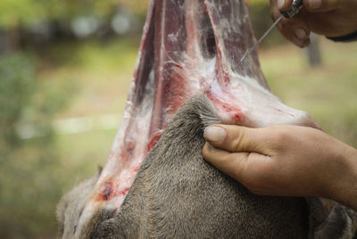 Cropped image of hand removing skin of dead animal