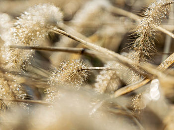 Dew on the dry foxtail grass