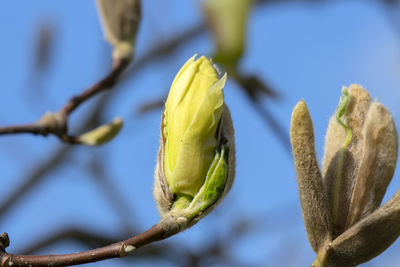 Close-up of fresh flower buds growing on branch