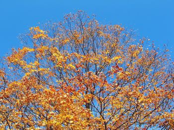 Low angle view of trees against clear blue sky