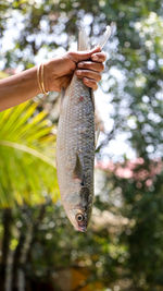 A freshly caught large fish held in the hand in the air