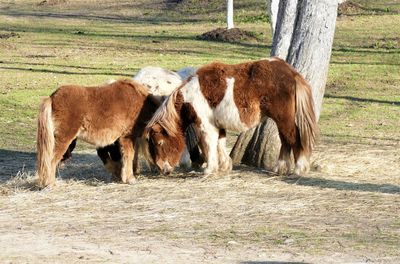 Horses in a field
