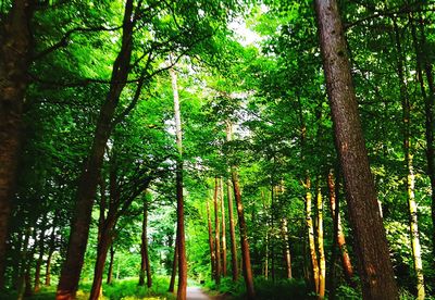 View of trees in forest