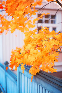 Close-up of orange maple leaves on plant during autumn