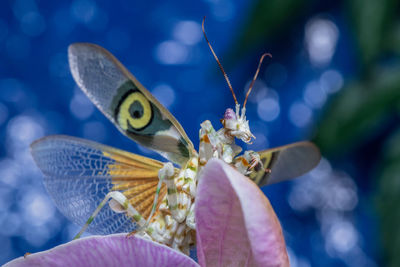 Close-up of butterfly on purple flower