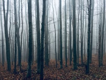 Trees in forest during foggy weather