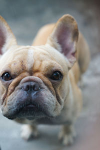 Close-up of a dog