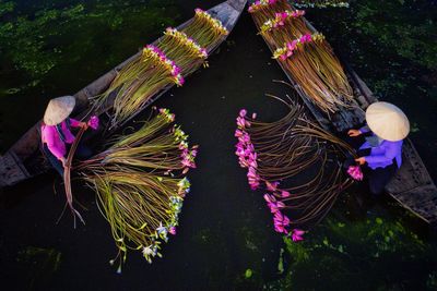 High angle view of pink flowering plant