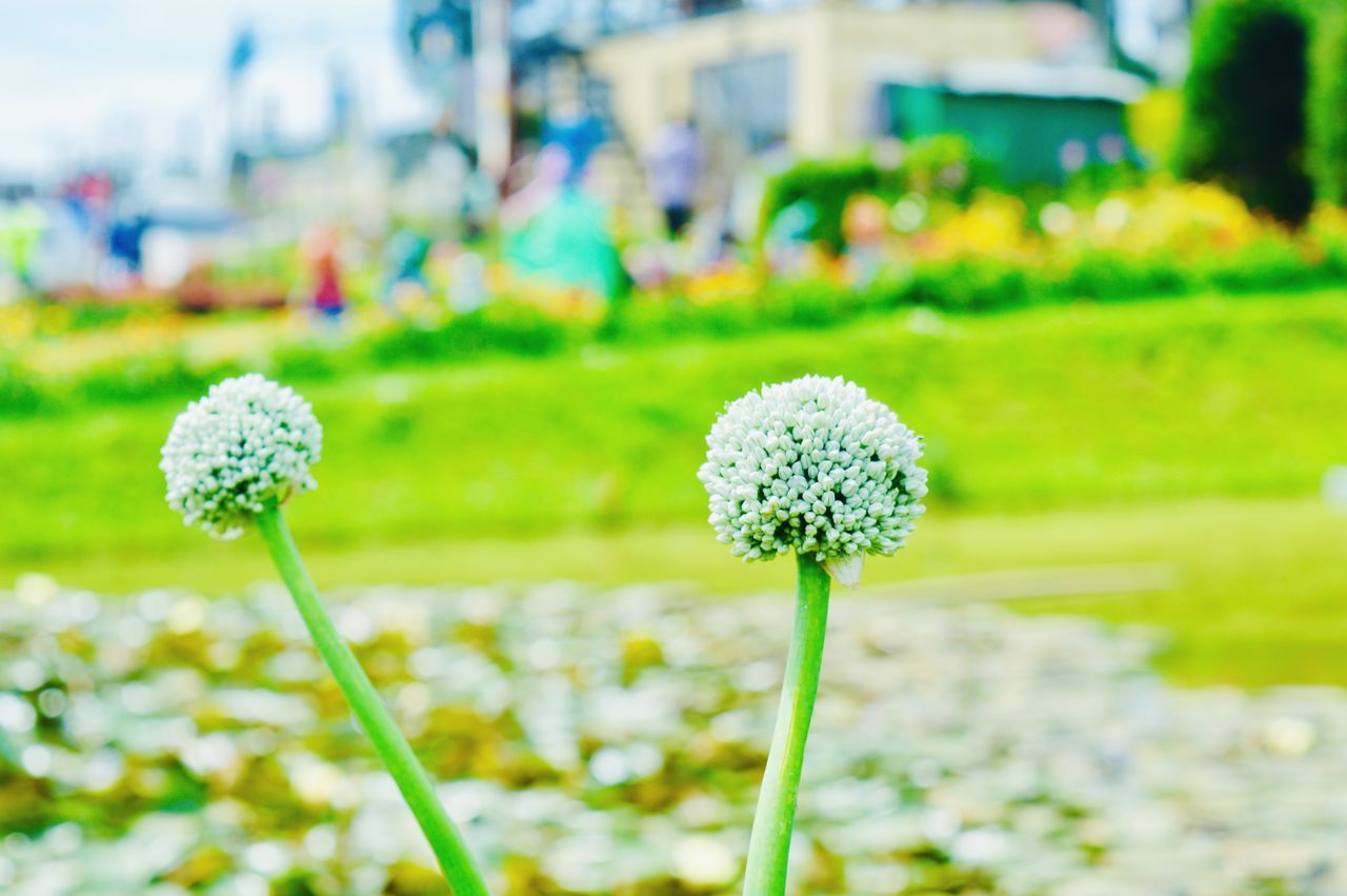 flower, flowering plant, plant, beauty in nature, fragility, vulnerability, growth, freshness, focus on foreground, close-up, inflorescence, flower head, nature, plant stem, field, no people, day, land, green color, petal, outdoors