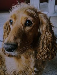 Close-up portrait of a dog