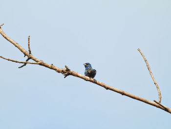 Low angle view of birds perching on tree against sky