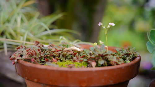 Close-up of potted plant