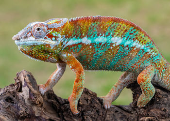 Close-up of lizard