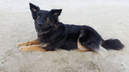 Portrait of black dog sitting on land