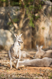 Tilt-shift image of kangaroos at zoo