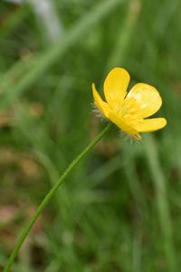 Close-up of yellow flower blooming outdoors