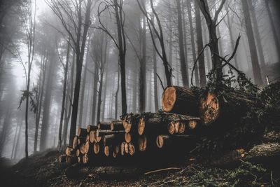 Stack of logs on field in forest