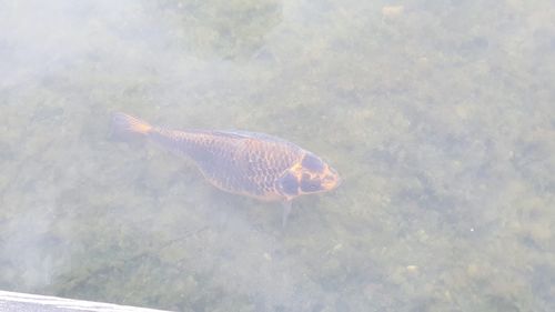 High angle view of fish swimming in sea