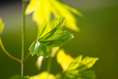 Close-up of yellow leaves