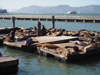 Scenic view of sea and pier