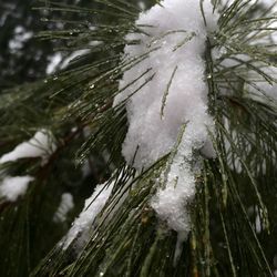 Close-up of snow on tree during winter