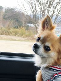 Portrait of dog in car