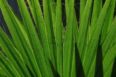 Full frame shot of bamboo plant