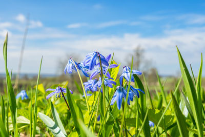 Close-up of purple crocus flowers on field