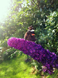 Butterfly pollinating on purple flower