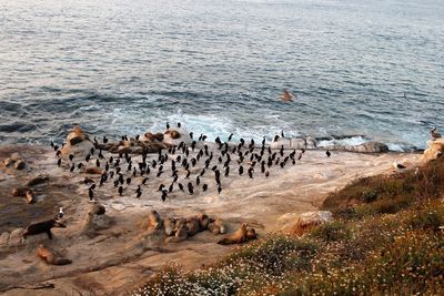 Flock of birds by sea against sky