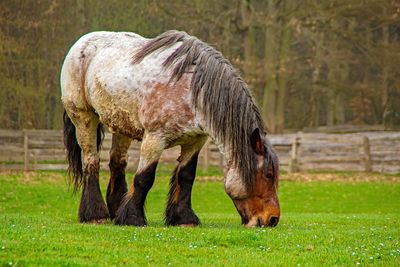 Horse grazing in a field