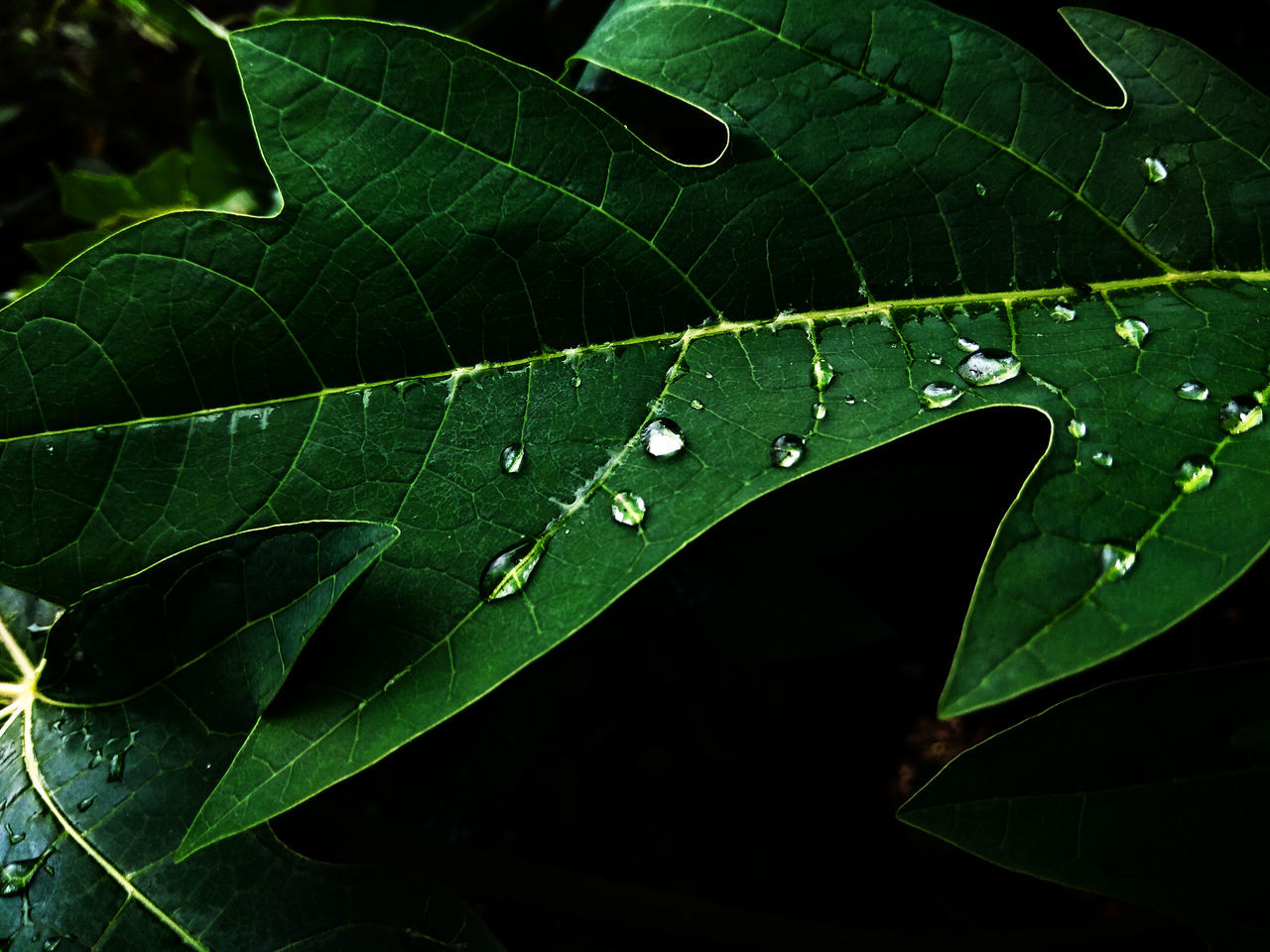 leaf, plant part, green color, plant, close-up, drop, growth, water, wet, nature, leaf vein, no people, beauty in nature, day, freshness, outdoors, focus on foreground, tranquility, fragility, leaves, dew, rain, raindrop, purity