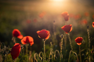 Close-up of poppies on field against sky during sunset