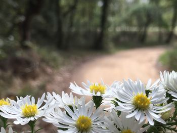 Close-up of white flowers blooming outdoors